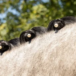 Bijou de crinière Perle QHP