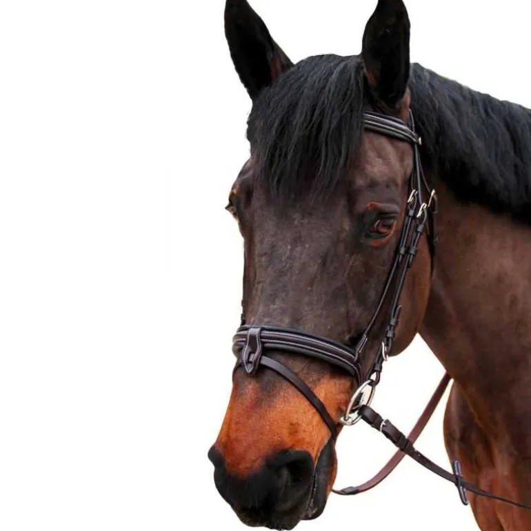 Bridon Bombé Nino Canter