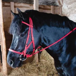 Bridon Licol Biotack T de T