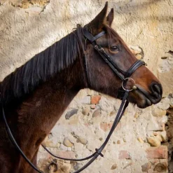 Bridon Matisse T de T