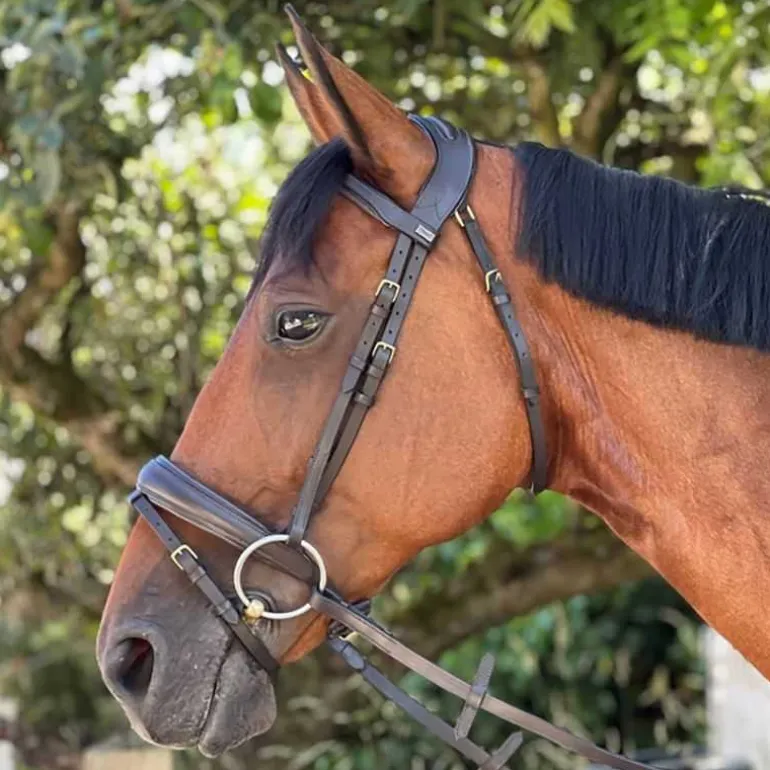 Bridon Matisse T de T