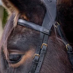 Bridon Matisse T de T