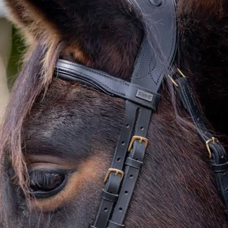 Bridon Matisse T de T