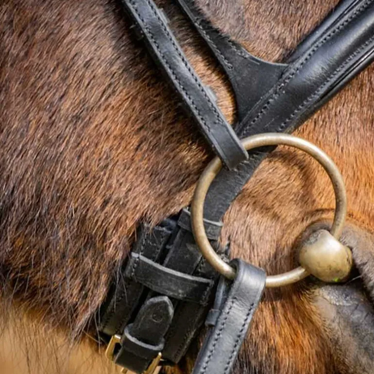 Bridon Matisse T de T