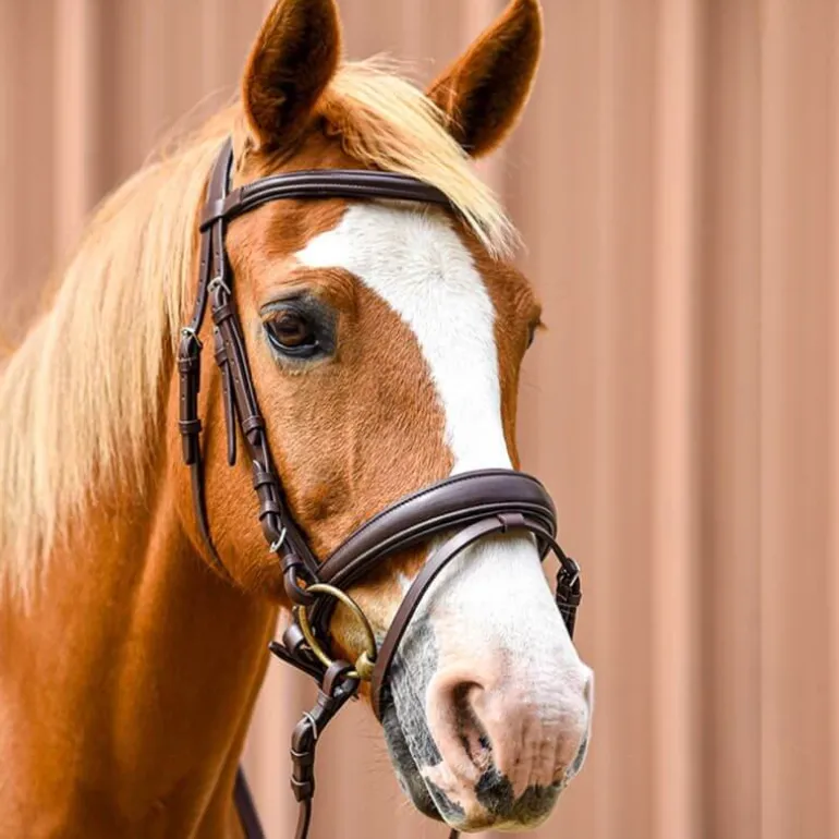 Bridon Pull-Back Cuir Souple Stationata