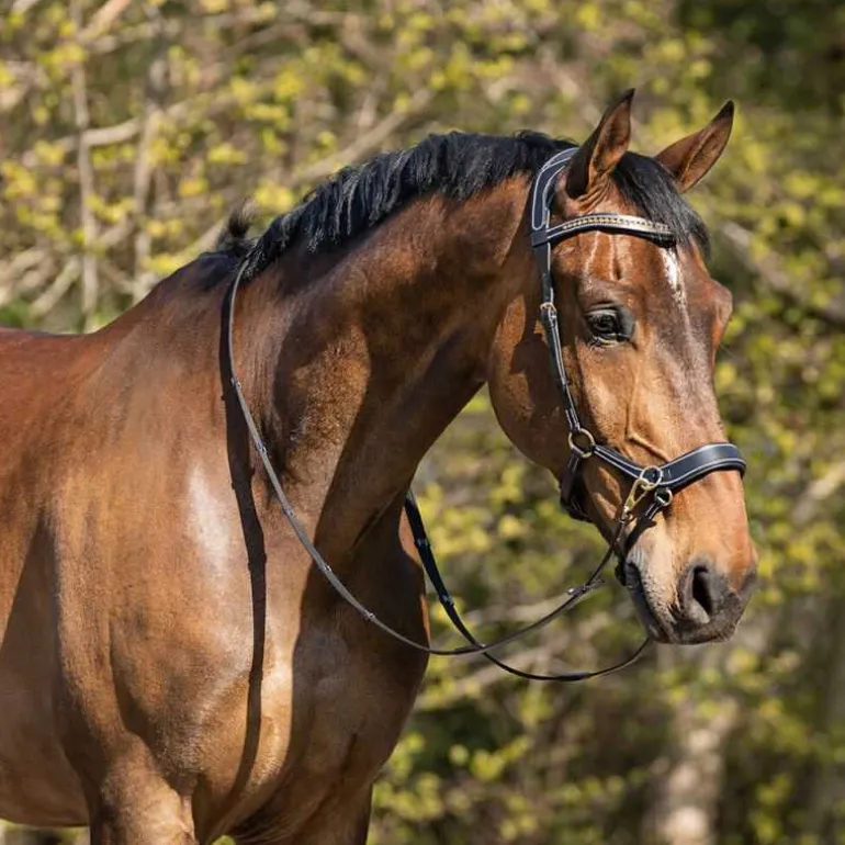 Bridon sans mors anatomique QHP