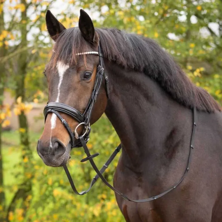 Bridon Sunset Q-essentials