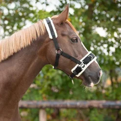 Caveçon avec mouton QHP