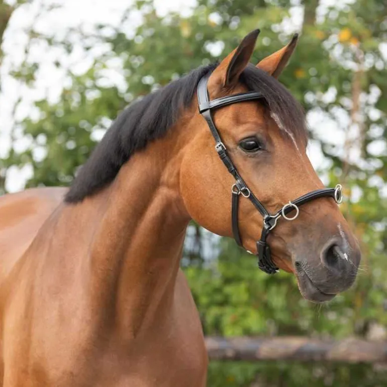 Caveçon cuir multifonctionnel en cuir QHP