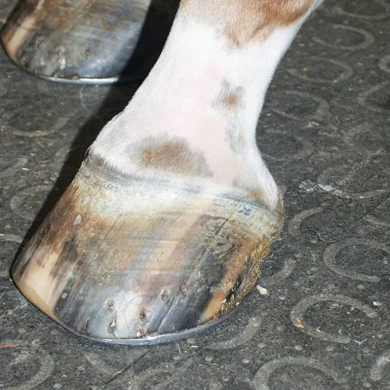 Couloir d'écurie Belmondo Walkway