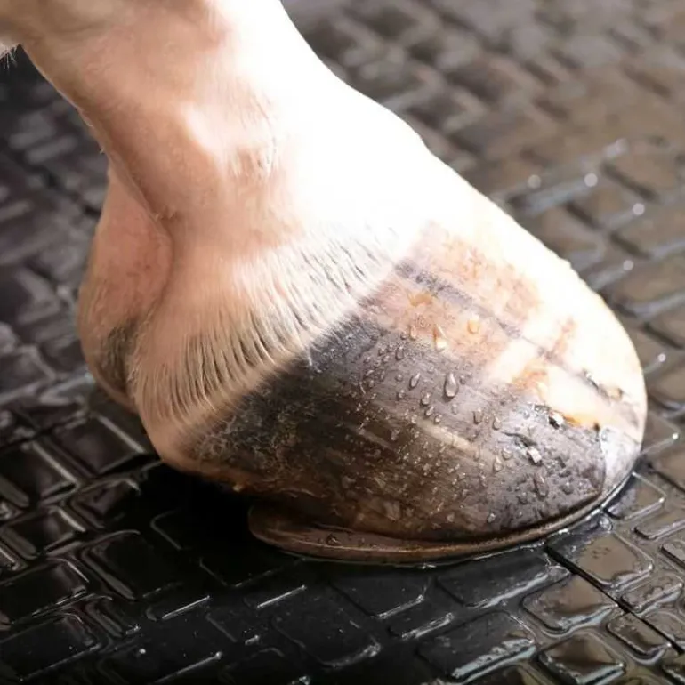 Couloir d'écurie et douche Belmondo Walkpro