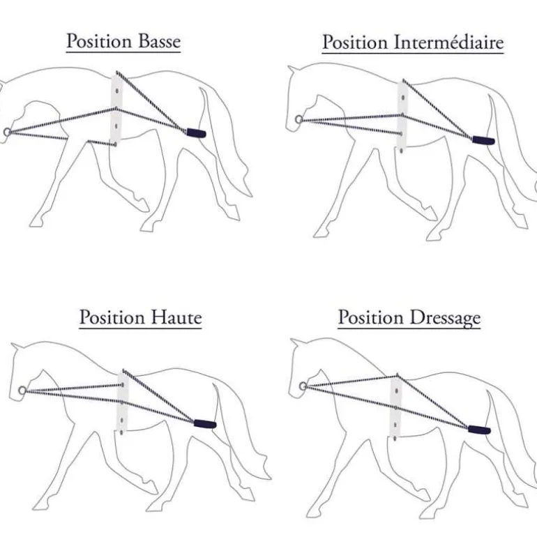 Enrênement corde Privilège Canter