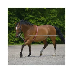 Enrênement spécial Waldhausen