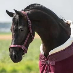 Ensemble licol et longe Lily QHP