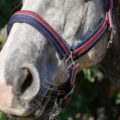 Licol bicolore brillant Stationata