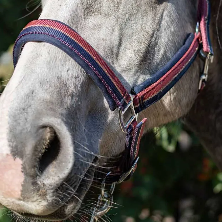 Licol bicolore brillant Stationata