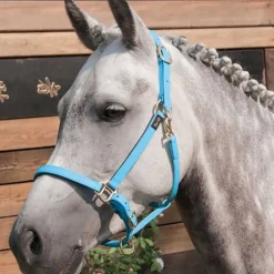 Licol Biotack T de T