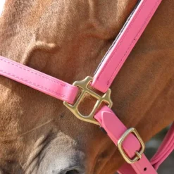 Licol Biotack T de T