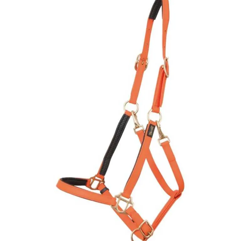 Licol Biotack T de T