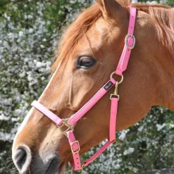 Licol Biotack T de T