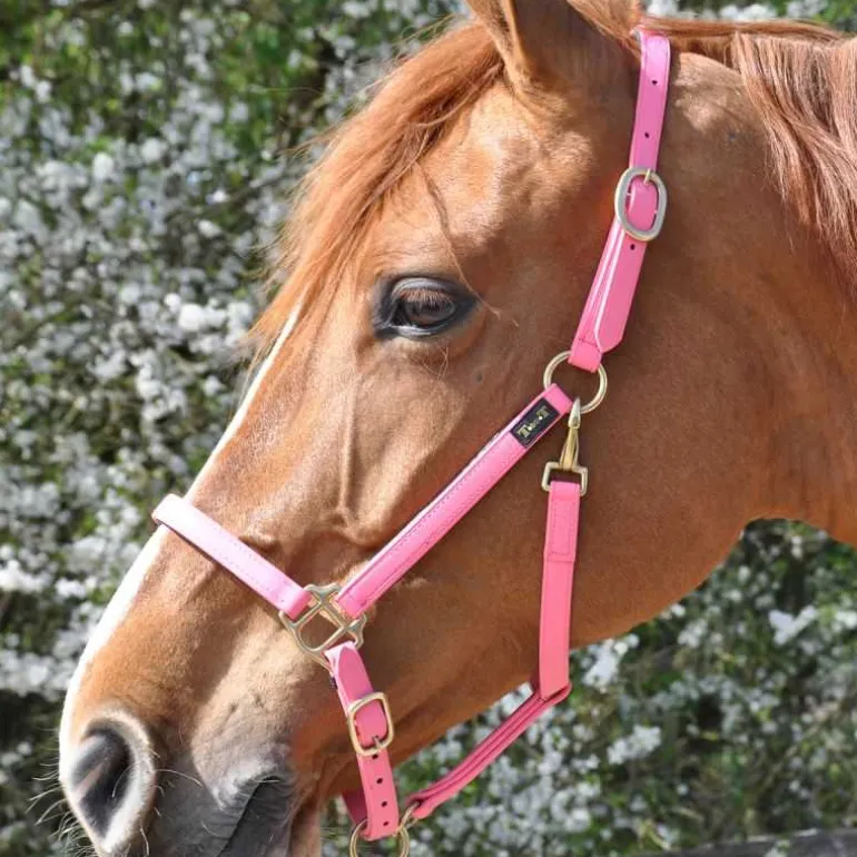 Licol Biotack T de T