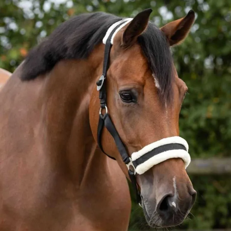 Licol Cali Q-Essentials