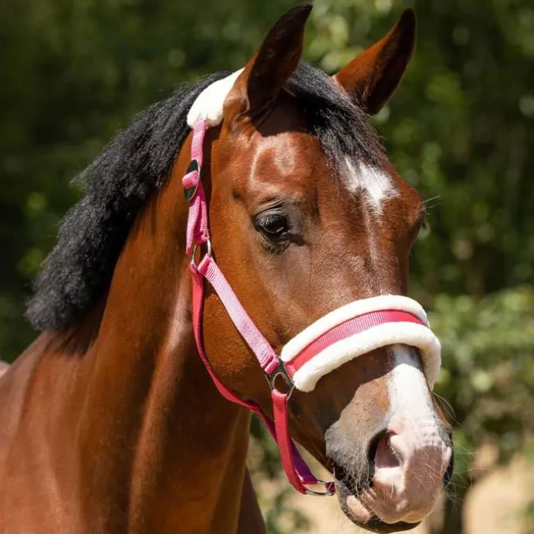 Licol Cali Q-Essentials