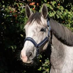 Licol chevron Stationata