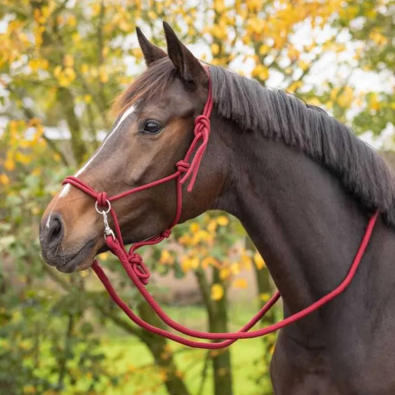 Licol corde Color avec rênes Q-Essentials