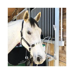 Licol cuir avec muserolle corde Stationata