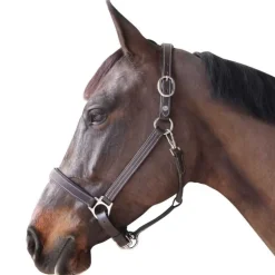 Licol cuir doublé CANTER