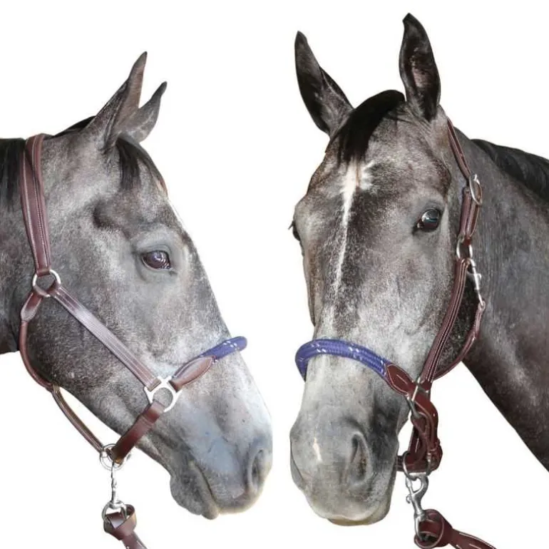 Licol cuir et corde CANTER