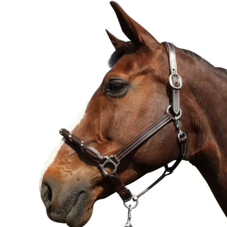 Licol cuir et corde CANTER