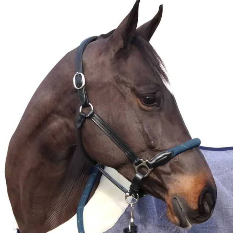 Licol cuir et corde CANTER