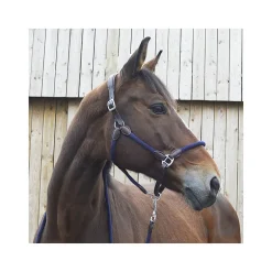 Licol cuir et corde Stationata