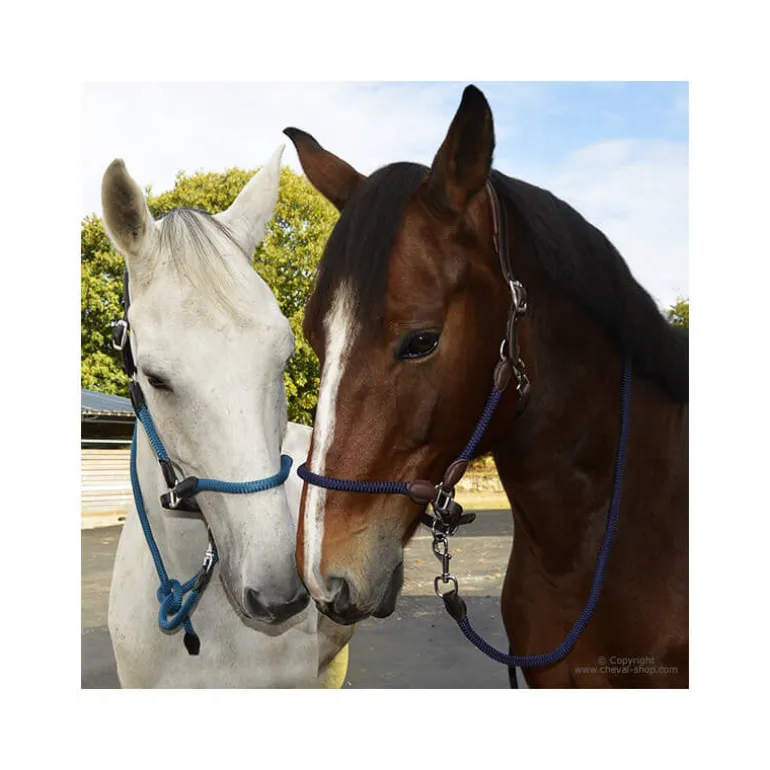 Licol cuir et corde Stationata