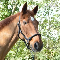 Licol cuir et corde Stationata