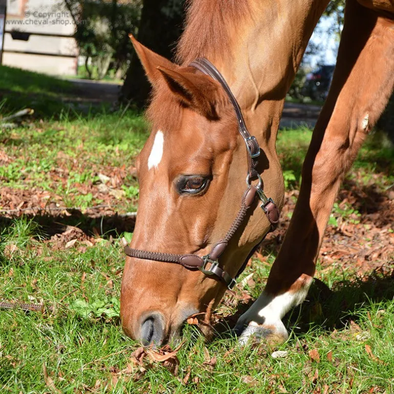 Licol cuir et corde Stationata