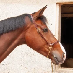 Licol de présentation en cuir T de T