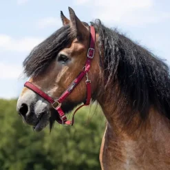 Licol Deluxe cheval de trait QHP