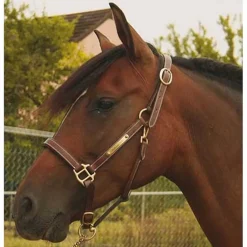 Licol en cuir avec plaque T de T