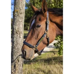 Licol en cuir avec plaque T de T