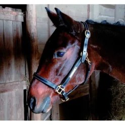 Licol en cuir avec plaque T de T