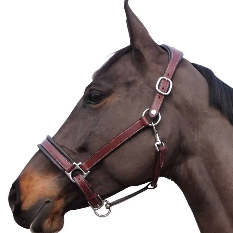 Licol en cuir Comfort Flags&Cup