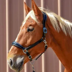 Licol en cuir Confort Stationata