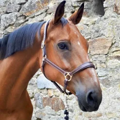 Licol en cuir Fashion Stationata