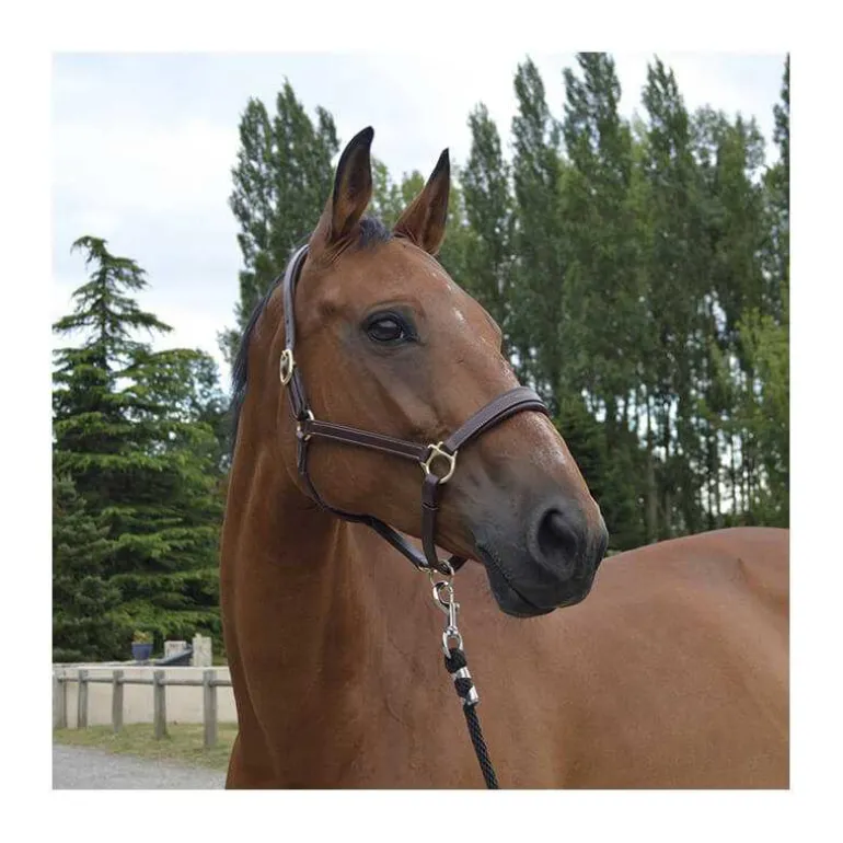 Licol en cuir Fashion Stationata