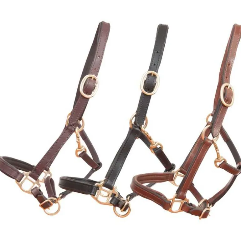 Licol en cuir Foal ou mini T de T