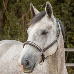 Licol en cuir Mylord Canter