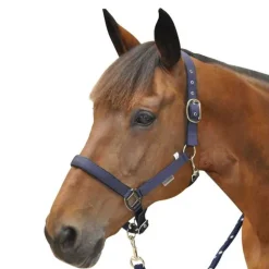 Licol nylon doublé Canter